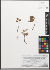 Foto von Salix reticulata L.